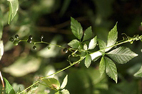 ���܂���Â�