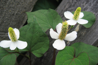 �ǂ�����