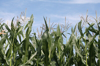 �Ƃ�����